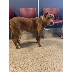 Photo of Brownie, adoptable American Staffordshire Terrier American Pit Bull Terrier in Doral, Florida