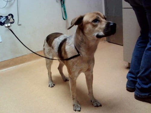Photo of Michelangelo, adoptable Australian Cattle Dog/Blue Heeler in Martinez, California