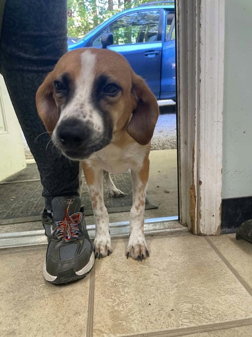 Photo of Johnny, adoptable Hound in Frenchburg, Kentucky