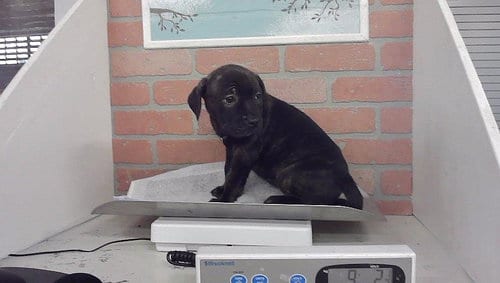 Photo of Scout, adoptable Bulldog in Houston, Texas