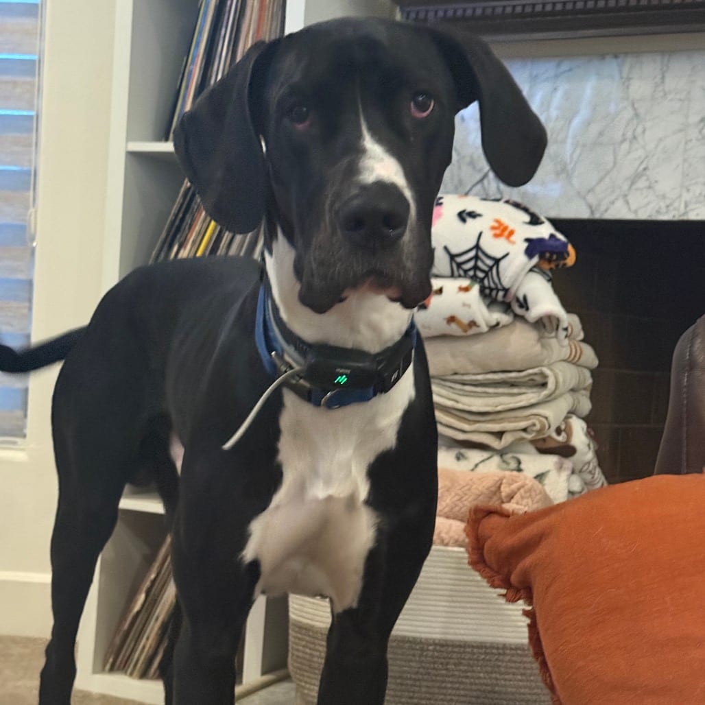 Photo of Ace Ventura, adoptable Great Dane in Oceanside, California