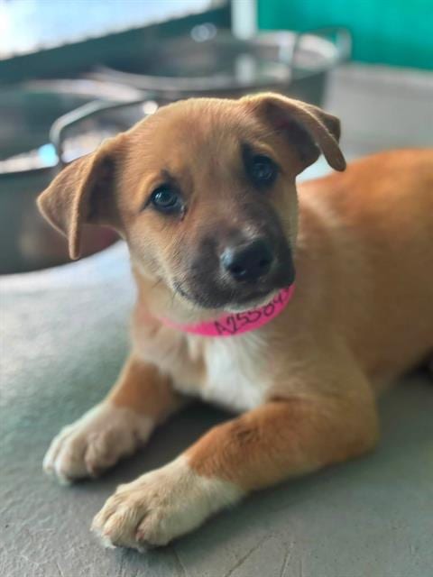 Photo of Melody, adoptable German Shepherd Dog in Visalia, California