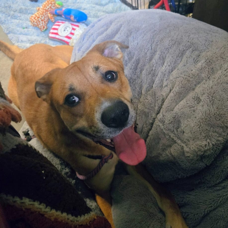 Photo of Cooper, adoptable Labrador Retriever in Douglasville, Georgia