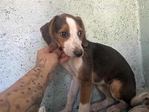 Photo of A392177, adoptable Treeing Walker Coonhound in Ocala, Florida