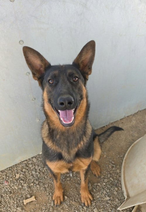 Photo of Nebula, adoptable Shepherd in Yreka, California