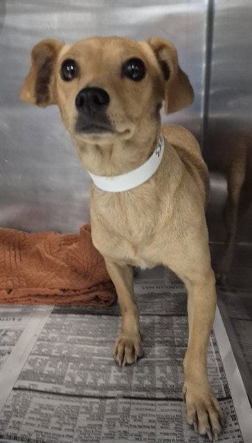 Photo of Crescent, adoptable Chihuahua in Bakersfield, California