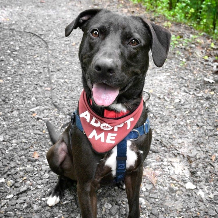 Photo of Sven, adoptable Mixed Breed (Large)