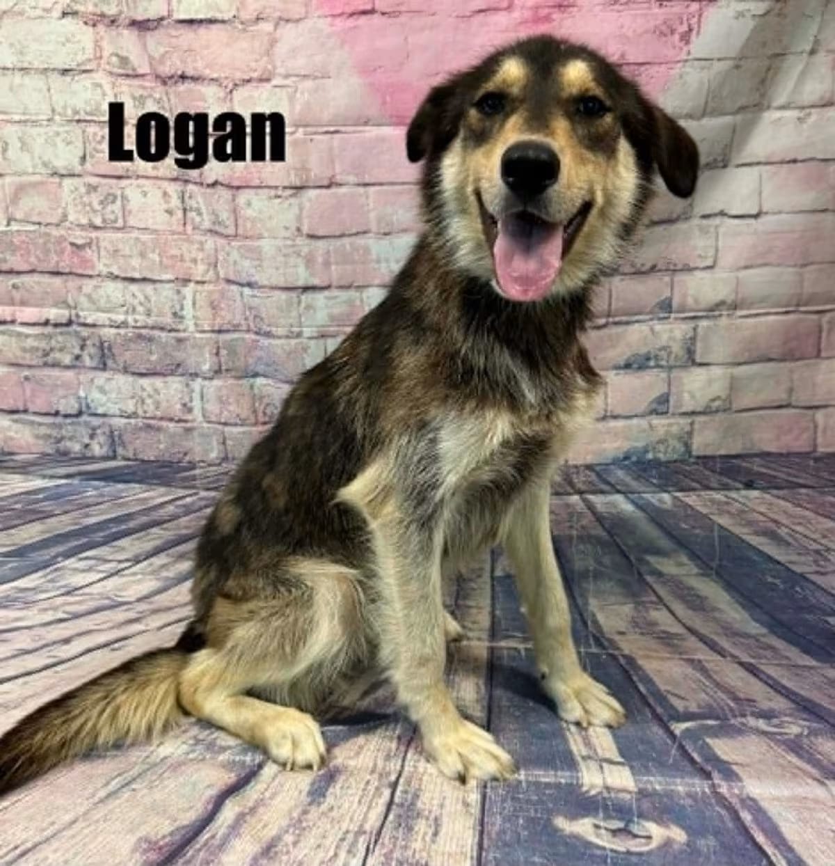 Photo of Logan, adoptable German Shepherd Dog/Husky in Quincy, Michigan