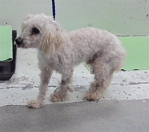 Photo of A2099677, adoptable Poodle (Miniature) in Houston, Texas