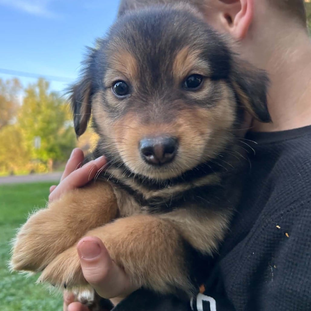 Photo of Magnus, adoptable Mixed Breed (Medium) in Buffalo, Minnesota