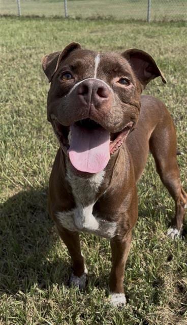 Photo of Briggs, adoptable Pit Bull Terrier in Rosenberg, Texas