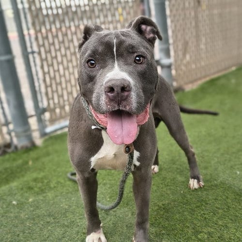 Photo of Bertie, adoptable American Pit Bull Terrier in Phoenix, Arizona