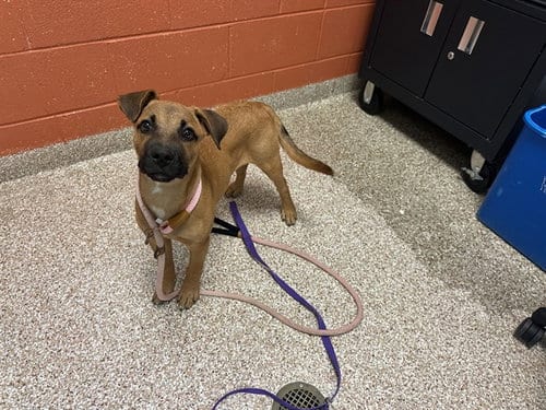 Photo of Missy, adoptable Black Mouth Cur in Pueblo, Colorado