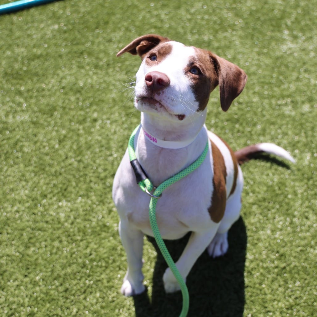 Photo of Karma, adoptable Mixed Breed (Medium) in Spartanburg, South Carolina