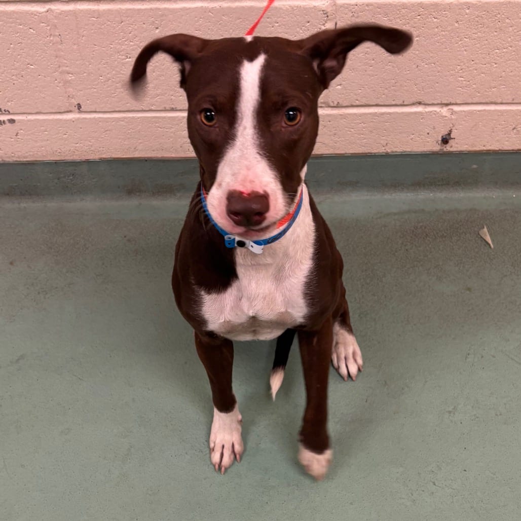 Photo of Balboa, adoptable dog