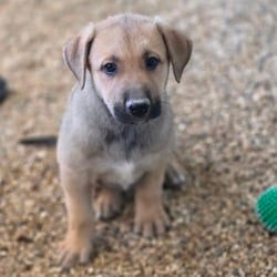 Photo of Mariah JuM, adoptable German Shepherd Dog Mixed Breed (Medium) in Everett, Washington