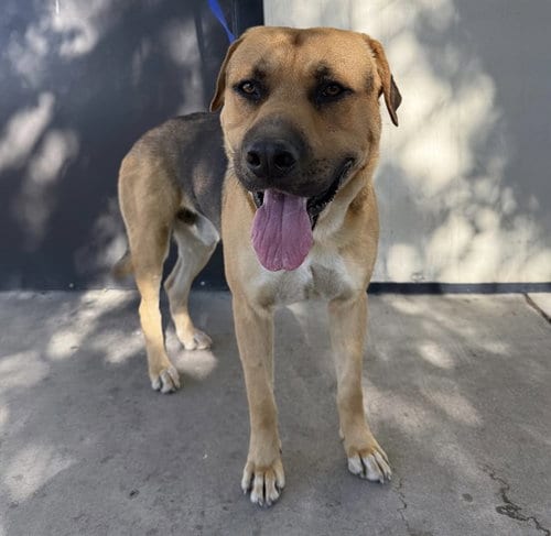 Photo of A171347, adoptable German Shepherd Dog in Bakersfield, California