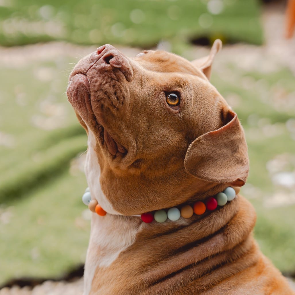 Photo of Martha Maye, adoptable Mixed Breed (Medium) / Mixed Breed (Medium) in Patchogue, New York