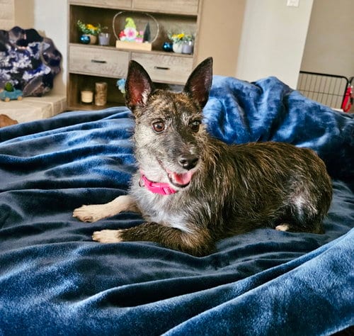 Photo of Lexie, adoptable Jack Russell Terrier in Phoenix, Arizona