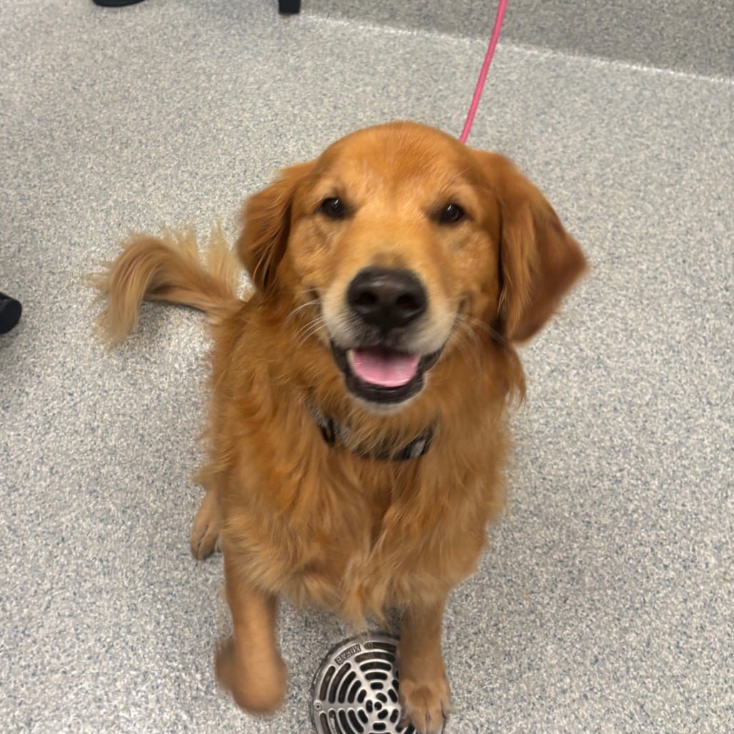Photo of Dougie, adoptable Retriever, Golden in Spartanburg, South Carolina