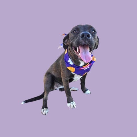 Photo of Happy, adoptable Pit Bull Terrier in Bakersfield, California