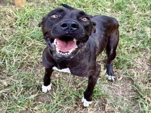 Photo of Luna, adoptable American Staffordshire Terrier in Houston, Texas