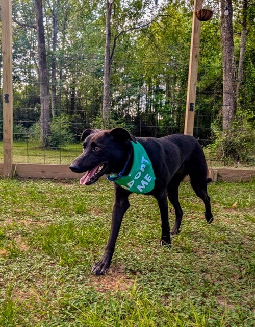 Photo of Liquorish, adoptable Labrador Retriever in The Woodlands, Texas