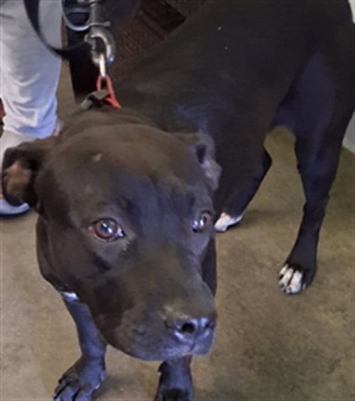 Photo of Blue 5, adoptable Pit Bull Terrier in Los Angeles, California