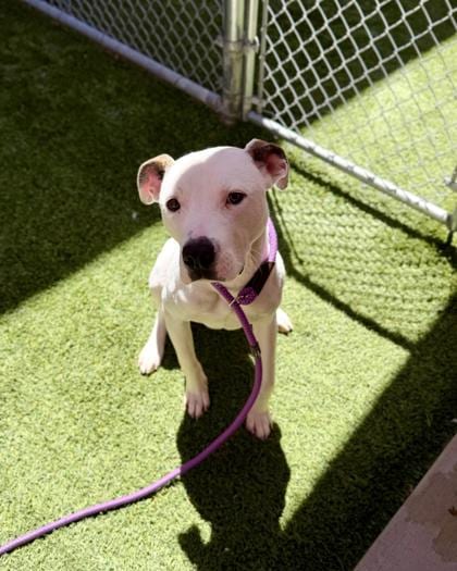 Photo of Blizzard, adoptable dog in Farmington, New Mexico