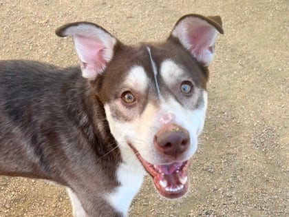 Photo of Baker, adoptable dog in Georgetown, Texas
