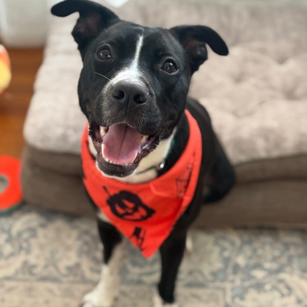 Photo of Tommy, adoptable Terrier, Pit Bull in Greensboro, North Carolina