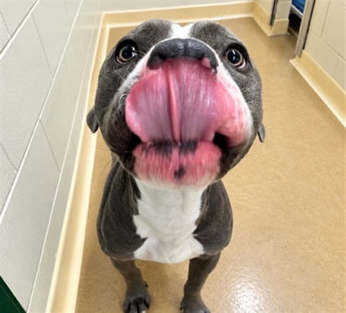 Photo of Ferdinand, adoptable Pit Bull Terrier in Anchorage, Alaska