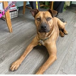 Photo of Forrest, adoptable Boxer in Medfield, Massachusetts