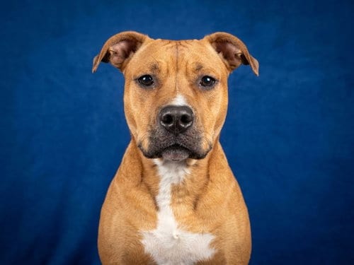 Photo of Trinity, adoptable Pit Bull Terrier in Peoria, Illinois