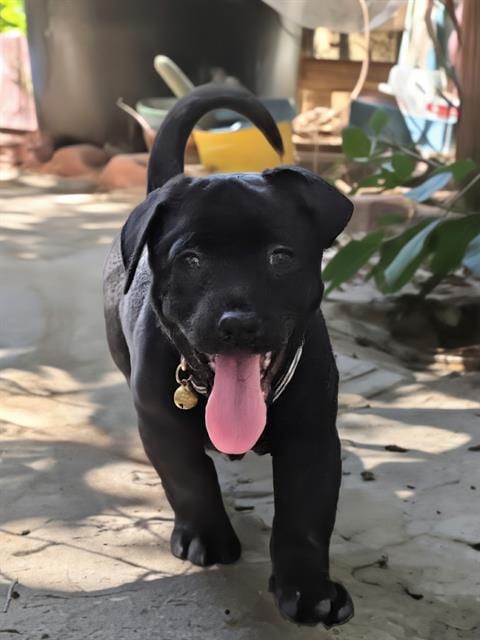 Photo of Lucky, adoptable Labrador Retriever in San Antonio, Texas