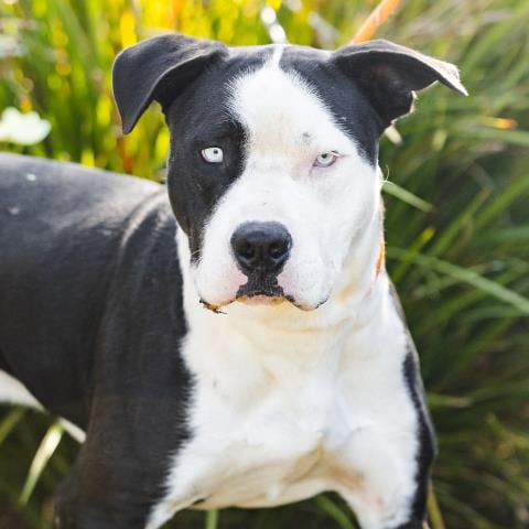 Photo of Leo, adoptable Pit Bull Terrier in Camarillo, California