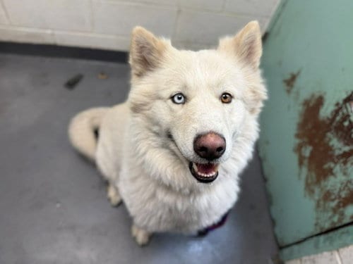 Photo of Casper, adoptable Alaskan Malamute in Antioch, California