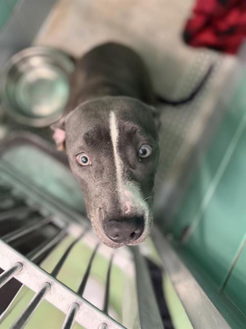 Photo of Bella, adoptable Staffordshire Bull Terrier in Houston, Texas
