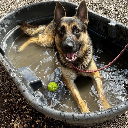 Photo of Grover, adoptable German Shepherd Dog in Phoenix, Arizona