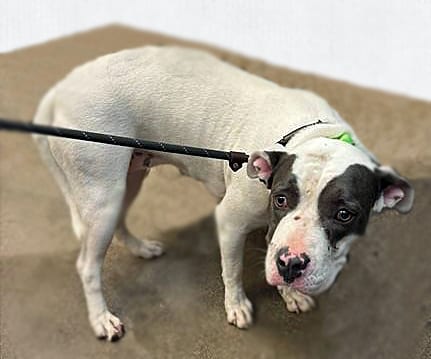 Photo of Kiana, adoptable dog