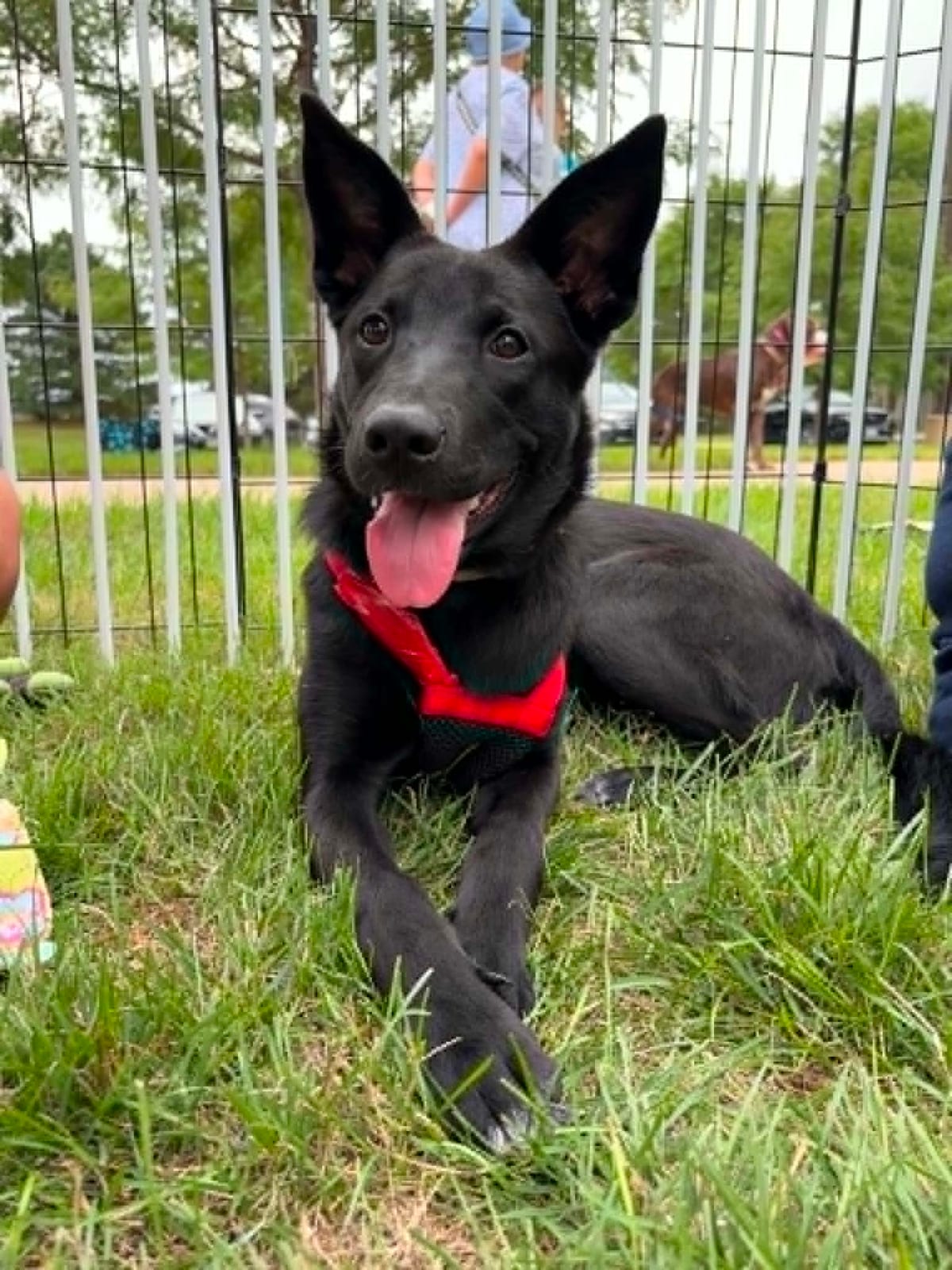 Photo of Janie, adoptable dog in Wisconsin