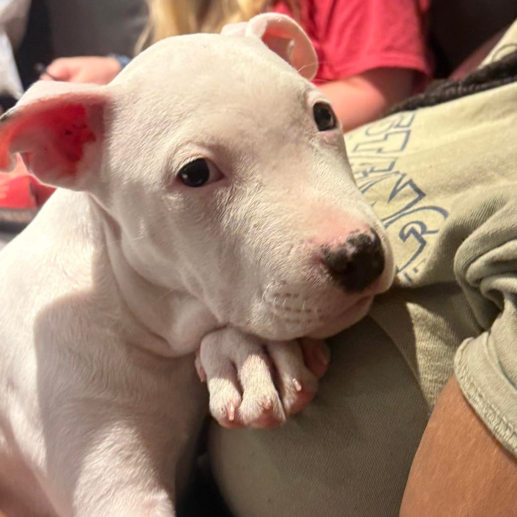Photo of Powdered Donut, adoptable Mixed Breed (Medium) in St. Louis, Missouri
