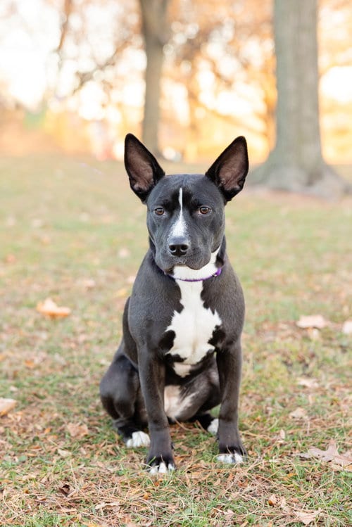 Photo of Banderita, adoptable Pit Bull Terrier in Crete, Illinois