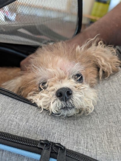 Photo of Nala, adoptable Poodle in New Orleans, Louisiana