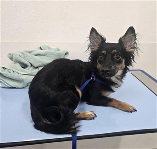 Photo of Oliver, adoptable Chihuahua in Mesa, Arizona