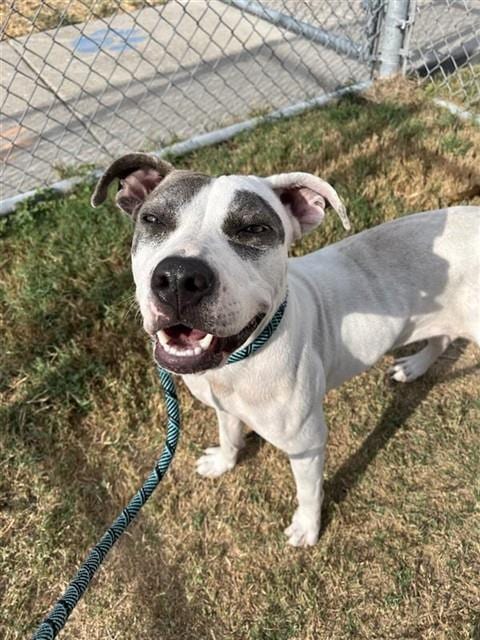 Photo of Claire, adoptable American Pit Bull Terrier in Corpus Christi, Texas