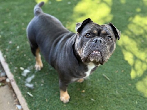 Photo of Suzy Sheep, adoptable French Bulldog in Antioch, California