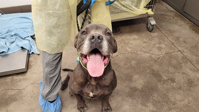 Photo of Senior Dog, adoptable dog