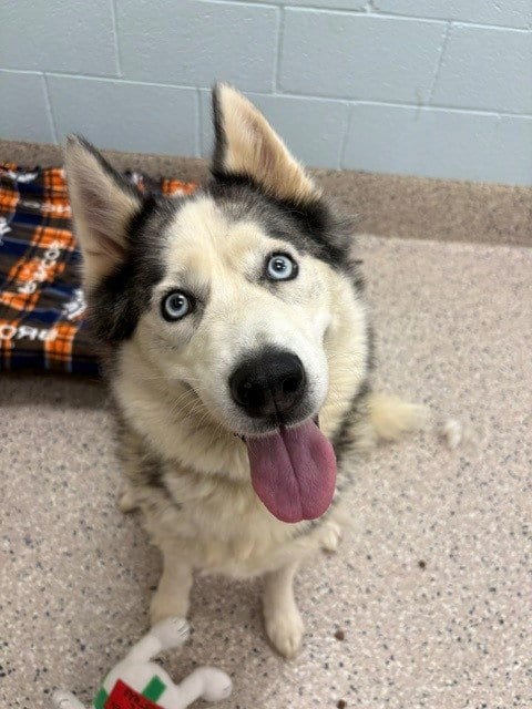 Photo of Miss Luna, adoptable Siberian Husky in Brighton, Colorado