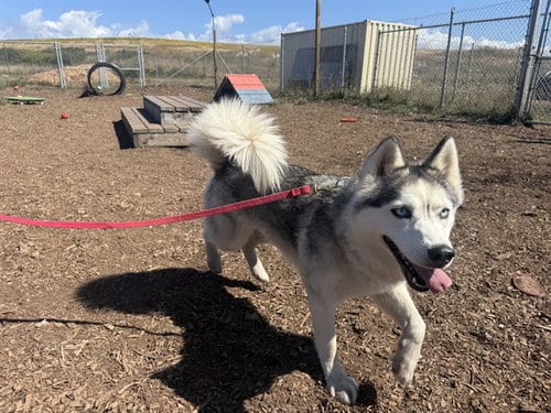 Photo of Star, adoptable Siberian Husky in McKinleyville, California
